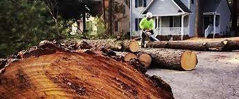 How Our Tree Care Process Works  in  Jeffersonville, KY