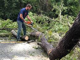 Best Lot and Land Clearing  in Jeffersonville, KY